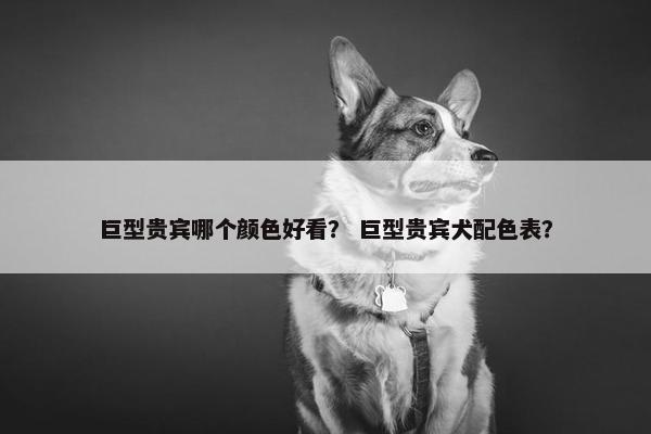 巨型贵宾哪个颜色好看？ 巨型贵宾犬配色表？