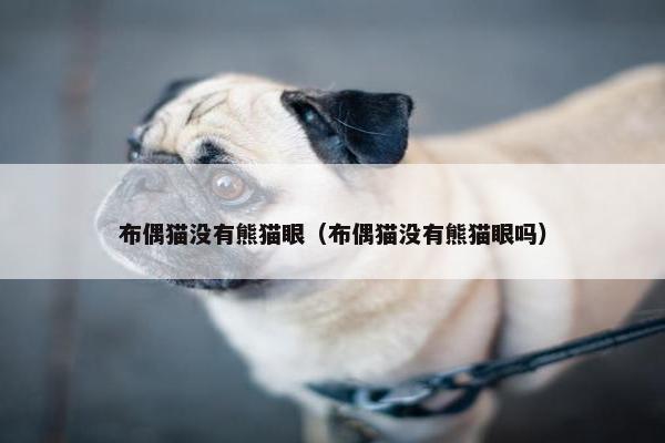 布偶猫没有熊猫眼（布偶猫没有熊猫眼吗）