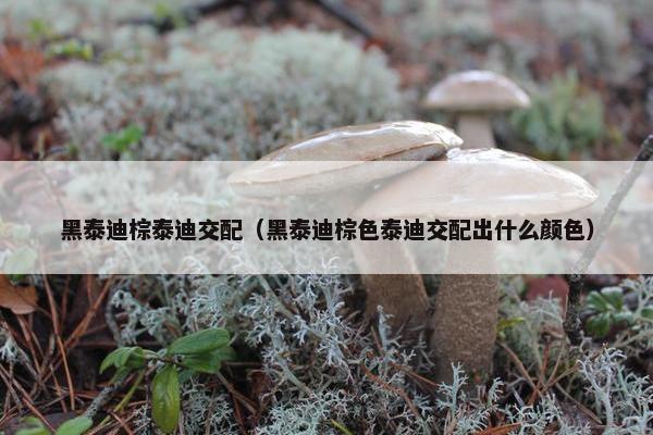 黑泰迪棕泰迪交配（黑泰迪棕色泰迪交配出什么颜色）