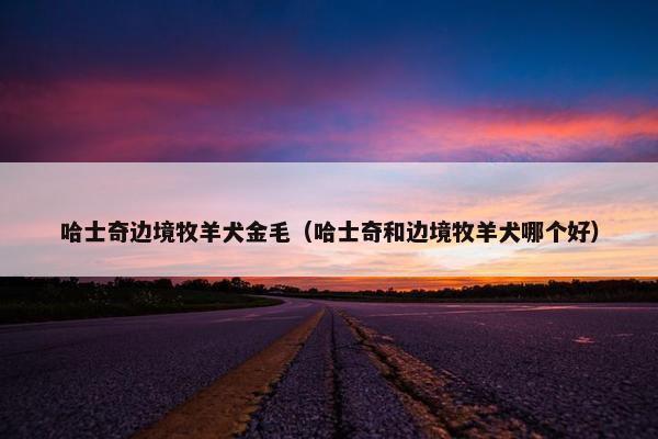 哈士奇边境牧羊犬金毛（哈士奇和边境牧羊犬哪个好）