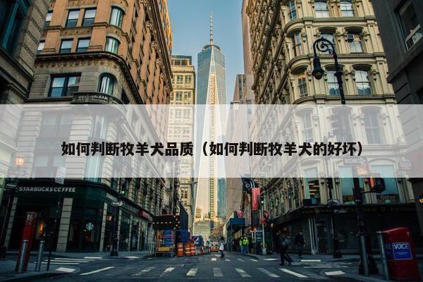 如何判断牧羊犬品质（如何判断牧羊犬的好坏）
