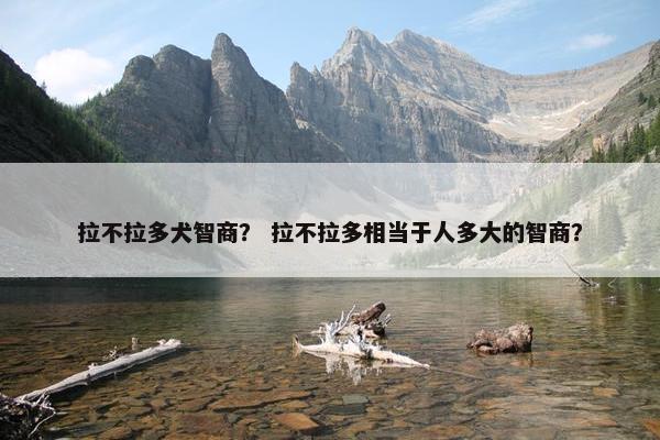 拉不拉多犬智商？ 拉不拉多相当于人多大的智商？