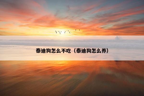 泰迪狗怎么不吃（泰迪狗怎么养）