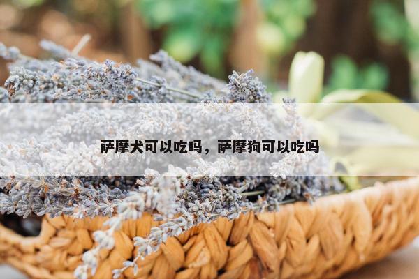 萨摩犬可以吃吗，萨摩狗可以吃吗