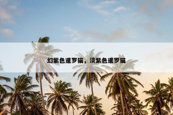 幻紫色暹罗猫，淡紫色暹罗猫
