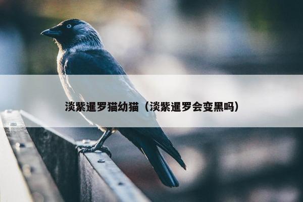 淡紫暹罗猫幼猫（淡紫暹罗会变黑吗）