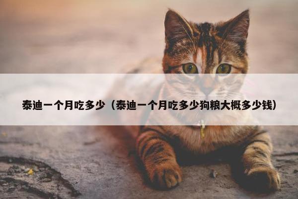 泰迪一个月吃多少（泰迪一个月吃多少狗粮大概多少钱）