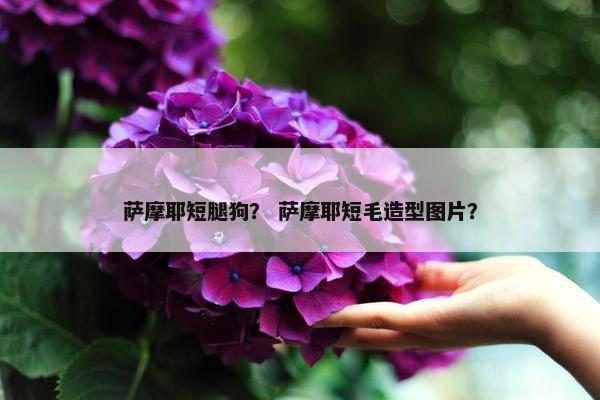 萨摩耶短腿狗？ 萨摩耶短毛造型图片？