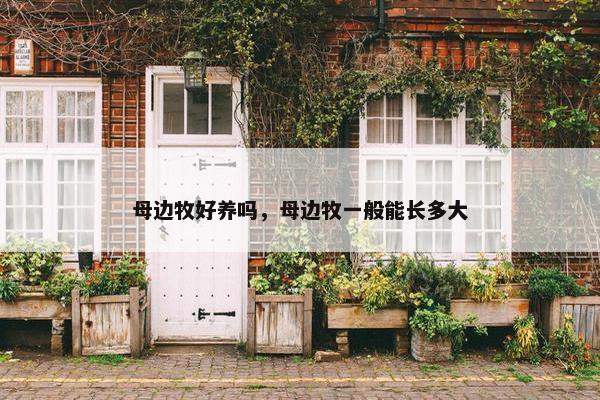 母边牧好养吗，母边牧一般能长多大