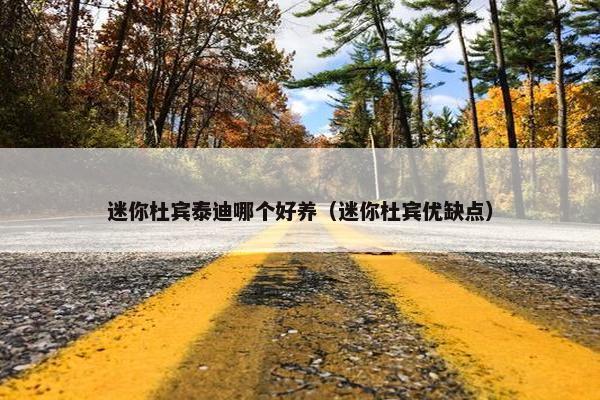 迷你杜宾泰迪哪个好养（迷你杜宾优缺点）