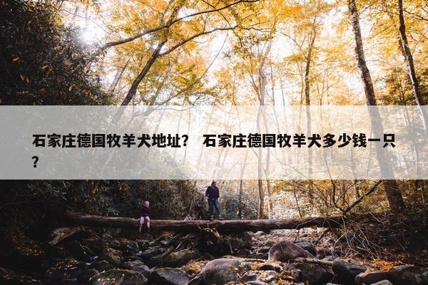 石家庄德国牧羊犬地址？ 石家庄德国牧羊犬多少钱一只？