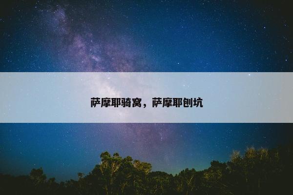 萨摩耶骑窝，萨摩耶刨坑