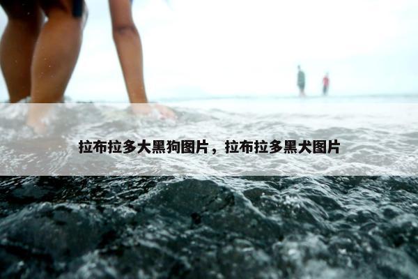 拉布拉多大黑狗图片，拉布拉多黑犬图片