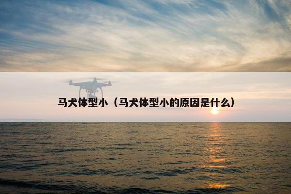 马犬体型小（马犬体型小的原因是什么）