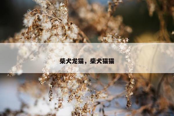 柴犬龙猫，柴犬猫猫
