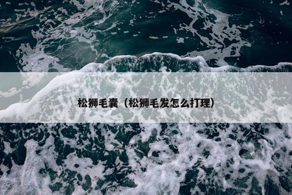 松狮毛囊（松狮毛发怎么打理）