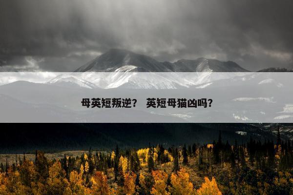 母英短叛逆？ 英短母猫凶吗？