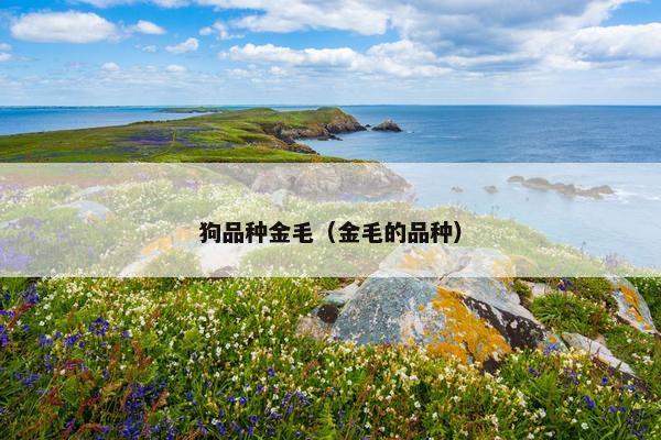 狗品种金毛（金毛的品种）