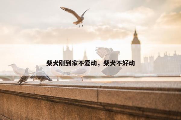 柴犬刚到家不爱动，柴犬不好动