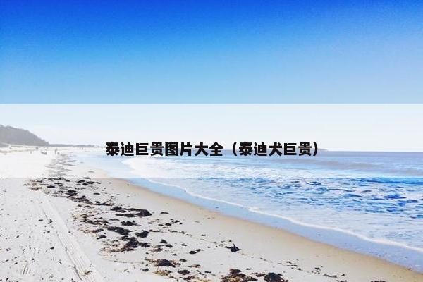 泰迪巨贵图片大全（泰迪犬巨贵）