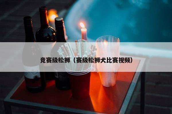 竞赛级松狮（赛级松狮犬比赛视频）