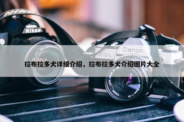 拉布拉多犬详细介绍，拉布拉多犬介绍图片大全