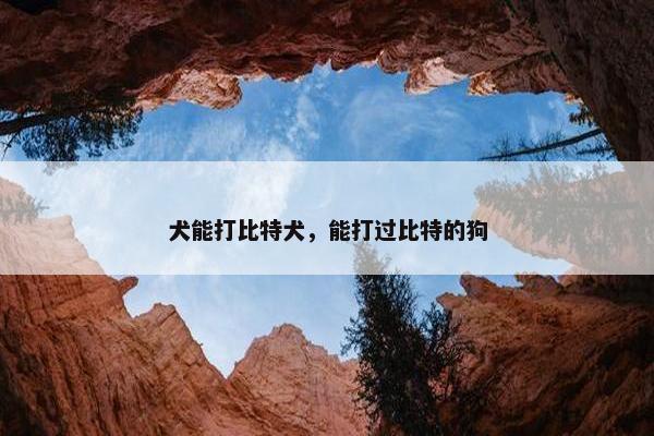 犬能打比特犬，能打过比特的狗