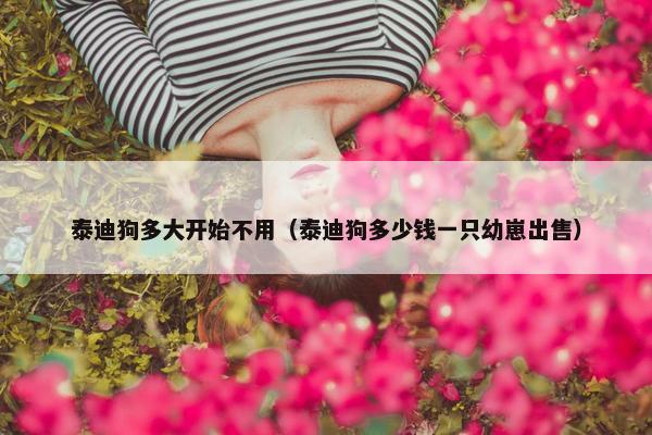 泰迪狗多大开始不用（泰迪狗多少钱一只幼崽出售）