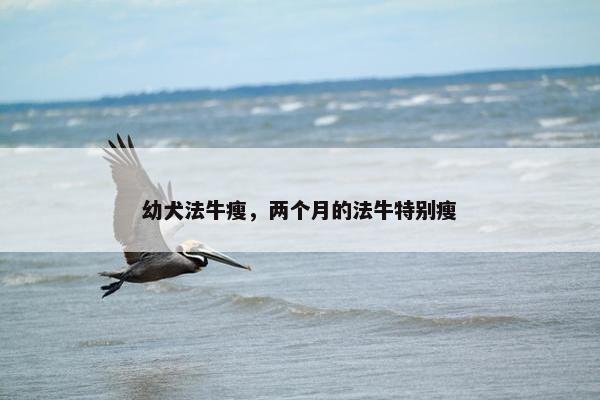幼犬法牛瘦，两个月的法牛特别瘦