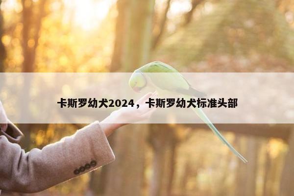 卡斯罗幼犬2024，卡斯罗幼犬标准头部