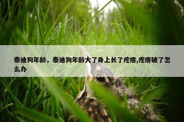 泰迪狗年龄，泰迪狗年龄大了身上长了疙瘩,疙瘩破了怎么办