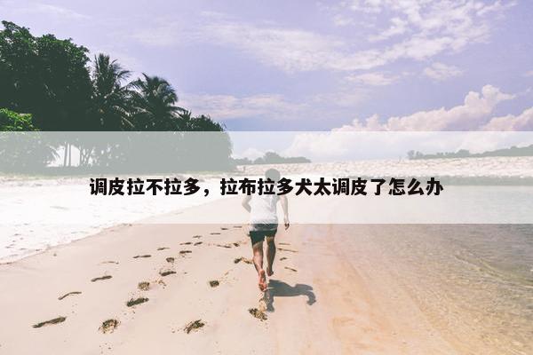 调皮拉不拉多，拉布拉多犬太调皮了怎么办