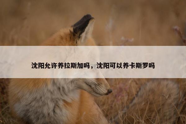 沈阳允许养拉斯加吗，沈阳可以养卡斯罗吗