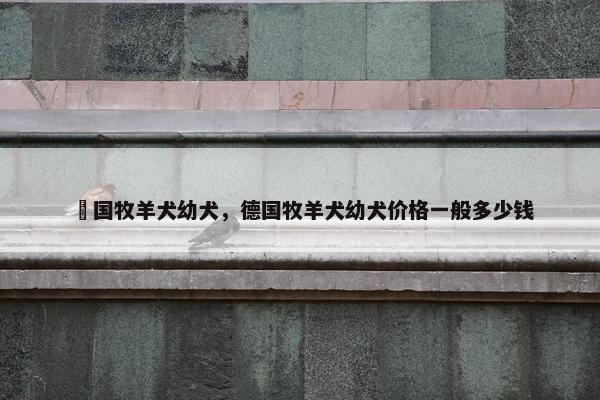 徳国牧羊犬幼犬，德国牧羊犬幼犬价格一般多少钱
