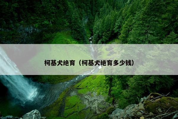 柯基犬绝育（柯基犬绝育多少钱）