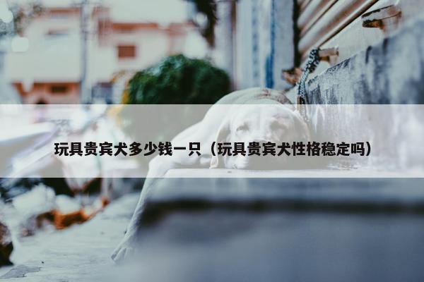 玩具贵宾犬多少钱一只（玩具贵宾犬性格稳定吗）