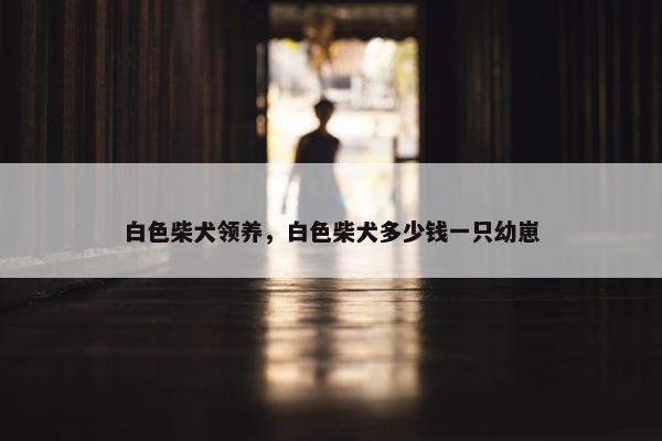 白色柴犬领养，白色柴犬多少钱一只幼崽