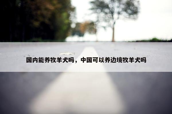 国内能养牧羊犬吗，中国可以养边境牧羊犬吗