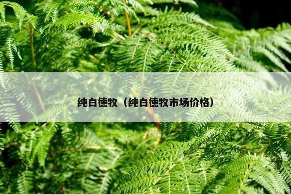 纯白德牧（纯白德牧市场价格）