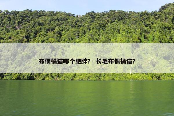 布偶橘猫哪个肥胖？ 长毛布偶橘猫？