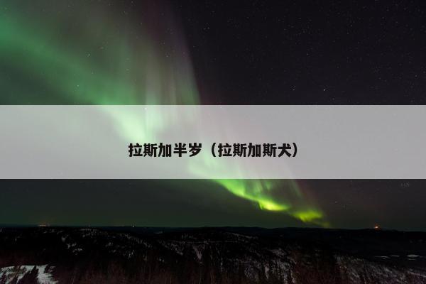 拉斯加半岁（拉斯加斯犬）