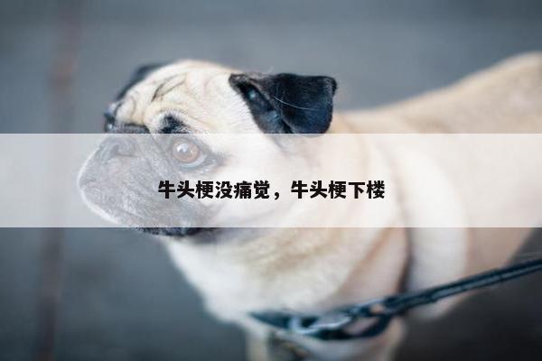 牛头梗没痛觉，牛头梗下楼