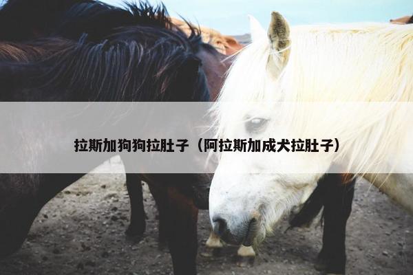 拉斯加狗狗拉肚子（阿拉斯加成犬拉肚子）