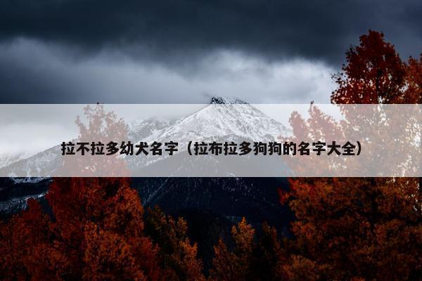 拉不拉多幼犬名字（拉布拉多狗狗的名字大全）