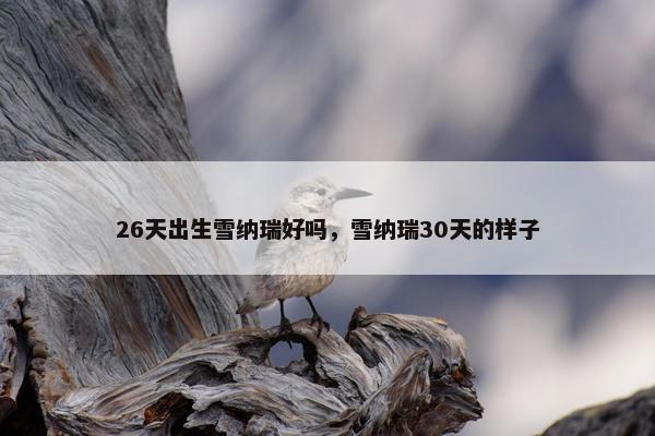 26天出生雪纳瑞好吗，雪纳瑞30天的样子
