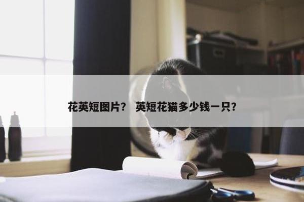 花英短图片？ 英短花猫多少钱一只？