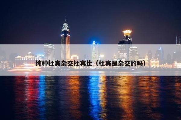 纯种杜宾杂交杜宾比（杜宾是杂交的吗）
