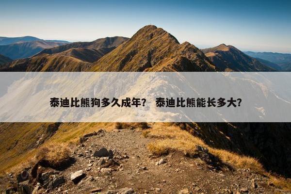 泰迪比熊狗多久成年？ 泰迪比熊能长多大？