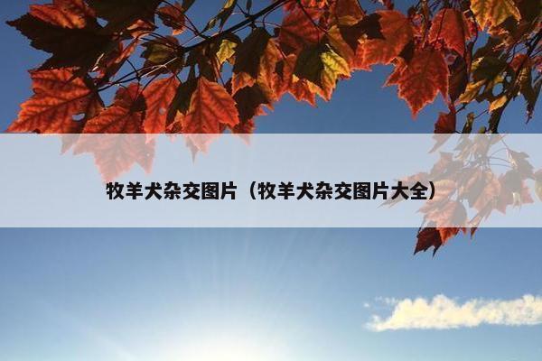 牧羊犬杂交图片（牧羊犬杂交图片大全）