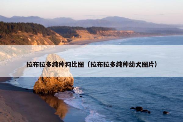 拉布拉多纯种狗比图（拉布拉多纯种幼犬图片）